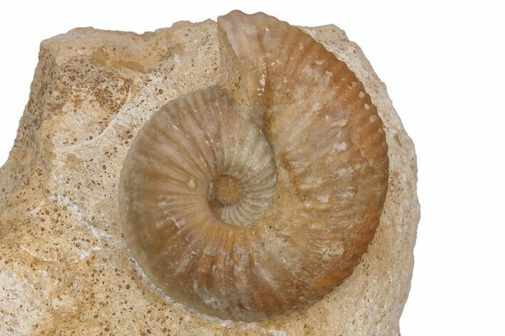 Jurassic Ammonite Fossil - Sengenthal, Germany #211147